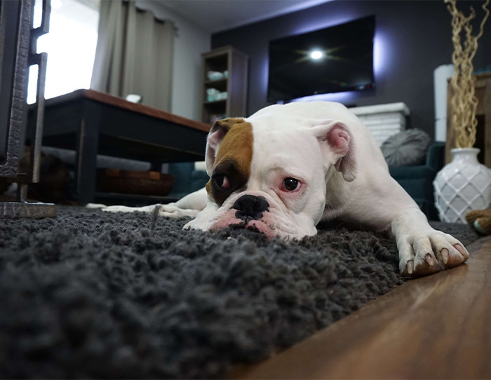 remove_pet_odor_from_carpet